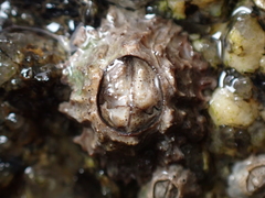 Chthamalus stellatus