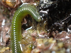 Eulalia clavigera