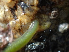 Eulalia clavigera