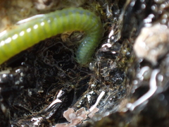 Eulalia clavigera