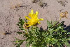 Grindelia chiloensis