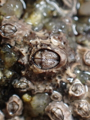 Chthamalus stellatus