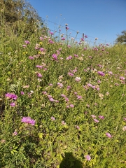 Centaurea crocodylium