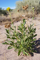 Grindelia chiloensis