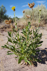 Grindelia chiloensis