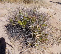Maihueniopsis hickenii