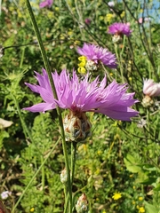 Centaurea crocodylium