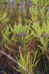 Berzelia squarrosa