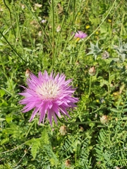 Centaurea crocodylium