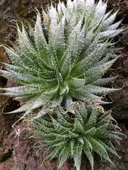 Aristaloe aristata