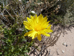 Grindelia chiloensis