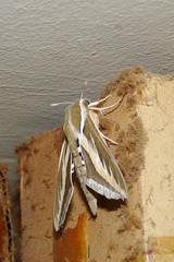 Hyles euphorbiarum