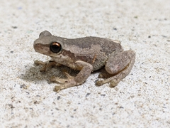 Litoria quiritatus