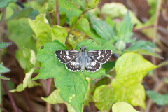 Burnsius orcynoides