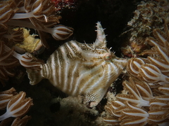Acreichthys radiatus