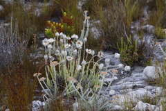 Syncarpha speciosissima