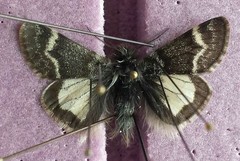 Leucobrephos brephoides