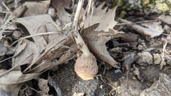 Phytolacca americana