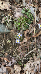 Houstonia caerulea