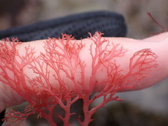 Sphaerococcus coronopifolius