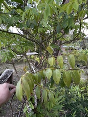 Libidibia monosperma