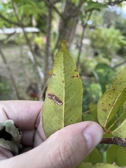 Libidibia monosperma