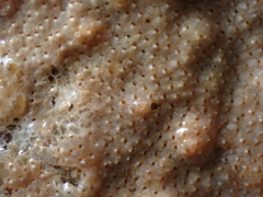 Schizoporella unicornis