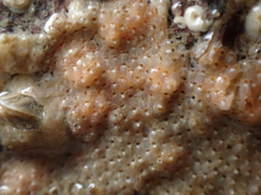 Schizoporella unicornis