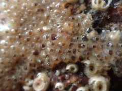 Cryptosula pallasiana