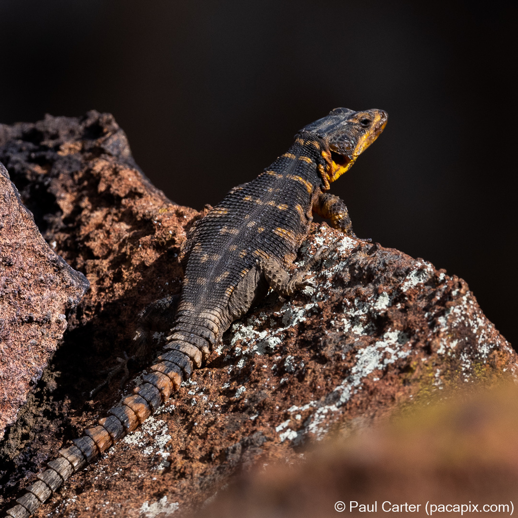 Cape Crag Lizard
