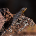 Cape Crag Lizard - Photo (c) Paul Carter, some rights reserved (CC BY-NC), uploaded by Paul Carter