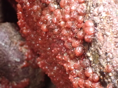 Dendrodoa grossularia