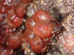 Dendrodoa grossularia