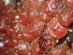 Dendrodoa grossularia