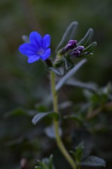 Glandora prostrata prostrata
