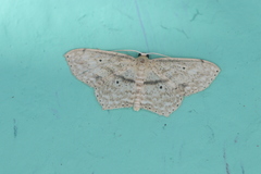 Scopula compensata