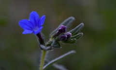 Glandora prostrata prostrata