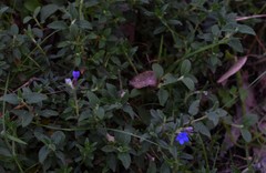 Glandora prostrata prostrata