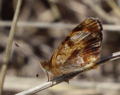 Phyciodes phaon