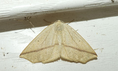Tetracis