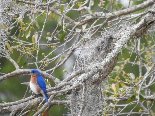 Eastern Bluebird photographed in South Carolina