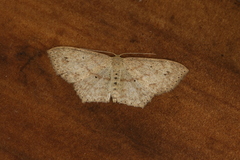 Scopula phyxelis