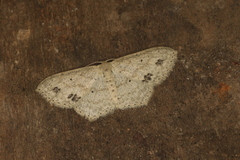 Scopula phyxelis