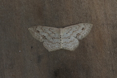 Scopula phyxelis