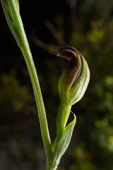 Pterostylis nigricans