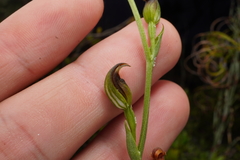 Pterostylis nigricans
