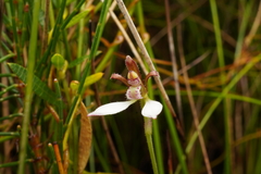 Eriochilus