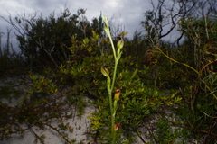 Pterostylis nigricans