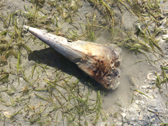 Pinnidae