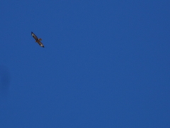 Buteo rufinus